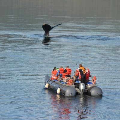 a group of people swimming in a body of water
