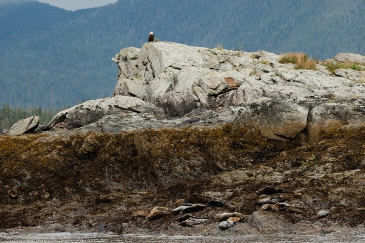 a bird standing on a rocky hill