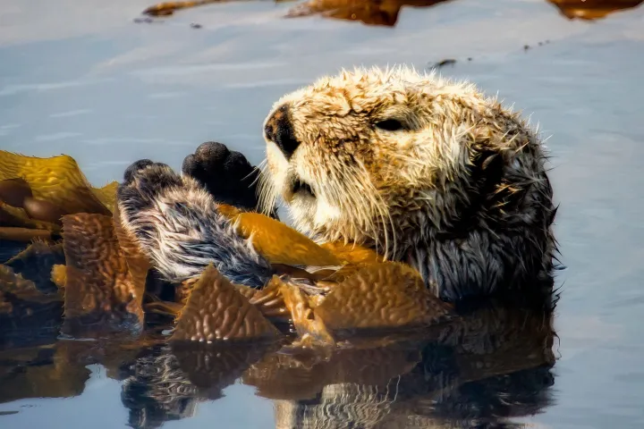 a bird swimming in water