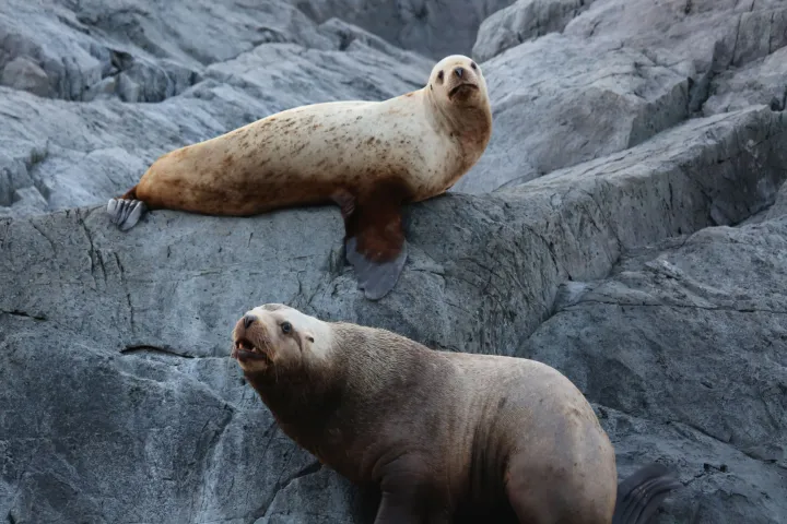 a polar bear standing on top of a rock