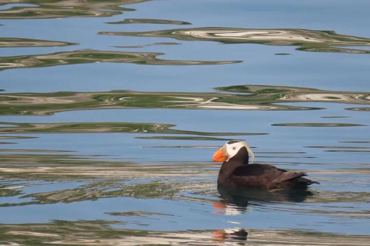 a bird swimming in water next to a body of water