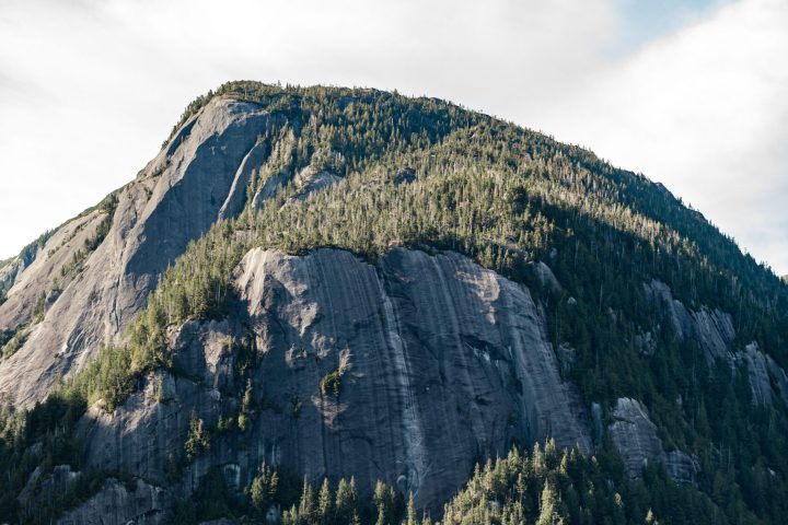 a tree with a mountain in the background
