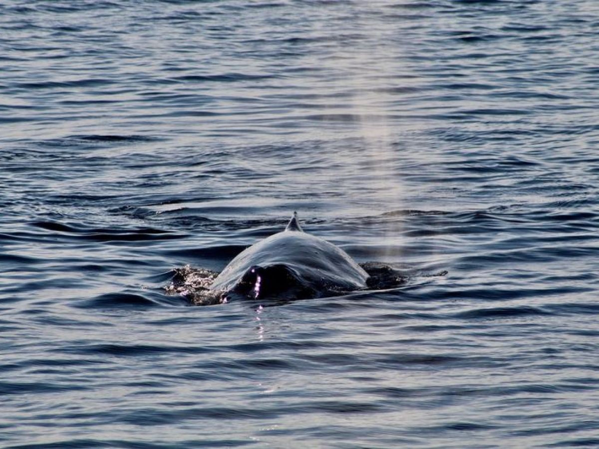 a bird swimming in water next to a body of water