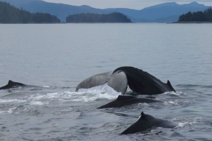 a dolphin swimming in a body of water