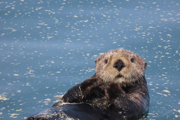 Sea Otter in Water