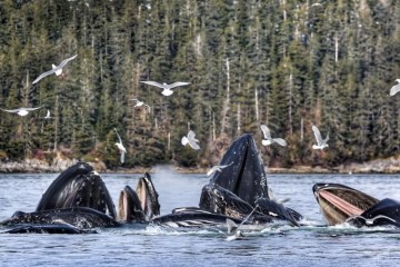 juneau-whale-watching-wildlife-quest-true-alaskan-tours