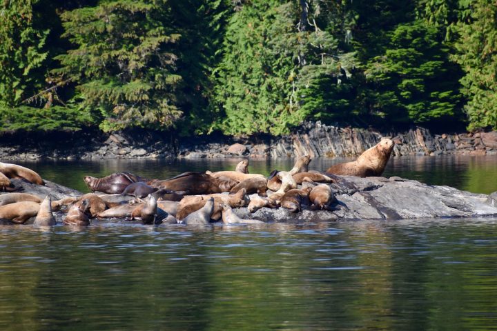 a herd of elephants standing next to a body of water