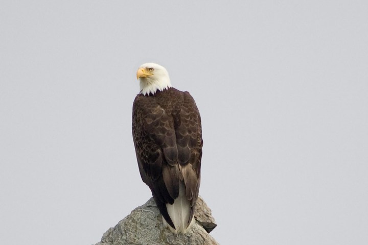 a bird perched on top of a rock