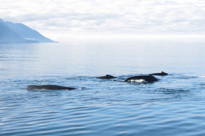 a dog swimming in a body of water