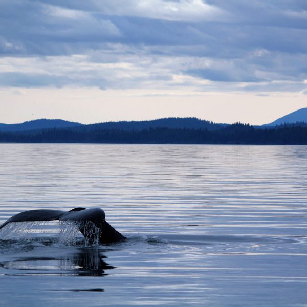 a small animal in a body of water