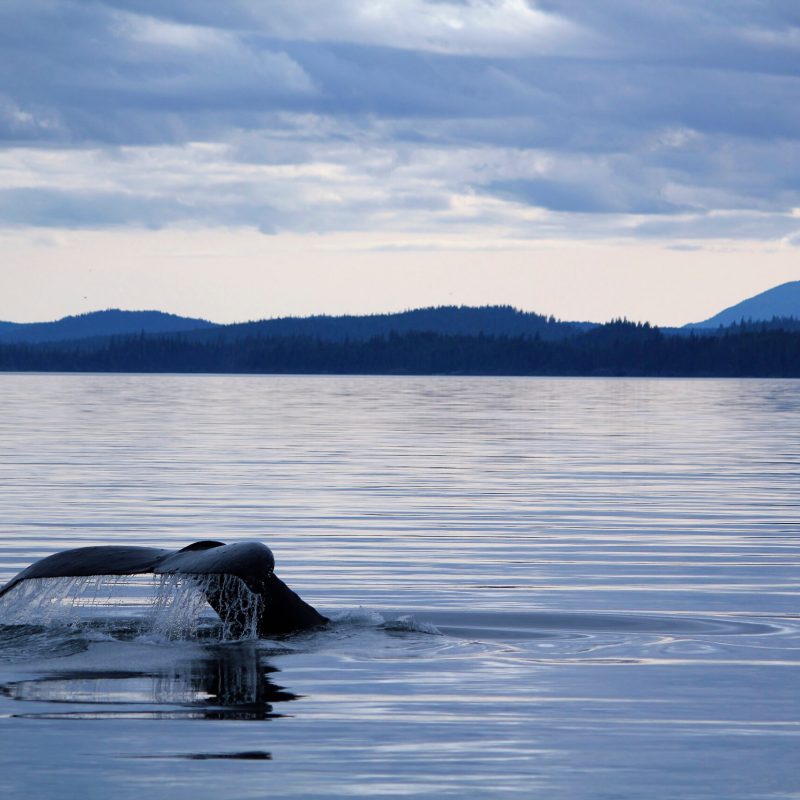 a small animal in a body of water