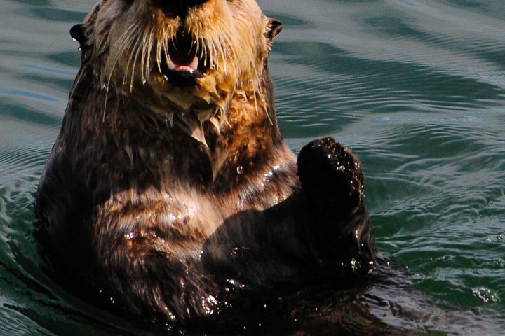 a sea otter swimming in a body of water
