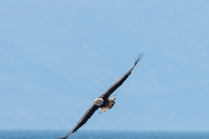 a bird flying over a body of water