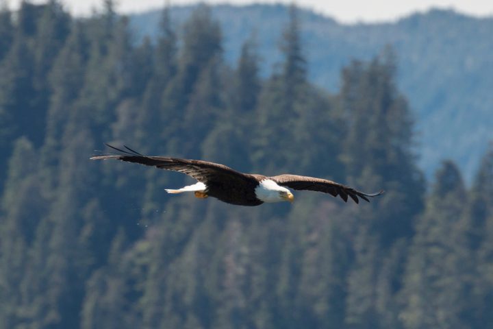 an eagle flying in the sky
