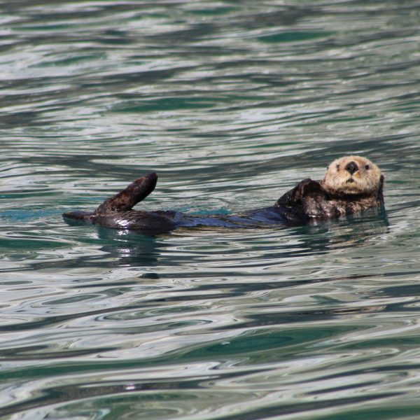 a sea otter swimming in the ocean