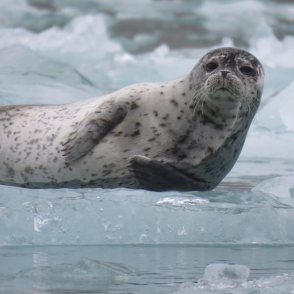 a seal on the snow