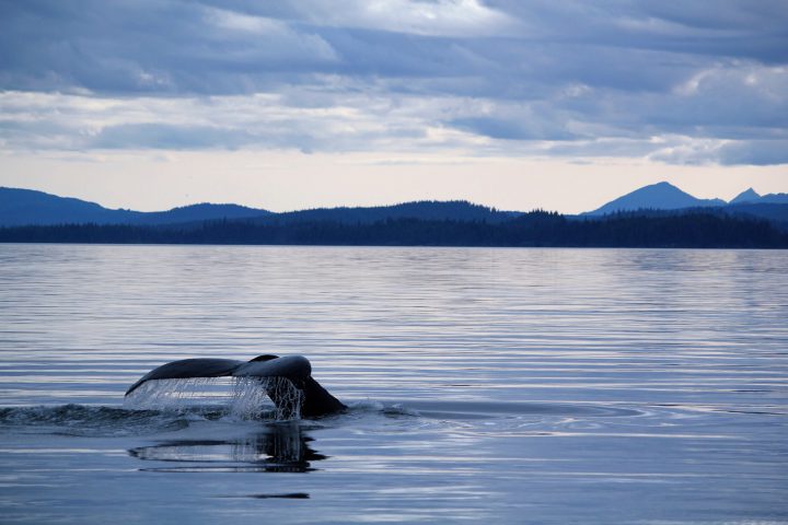 a small animal in a body of water