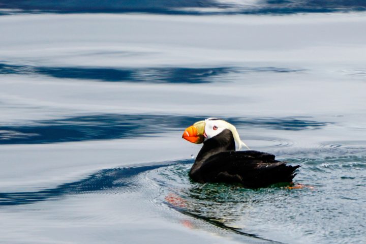 a bird swimming in water next to a body of water