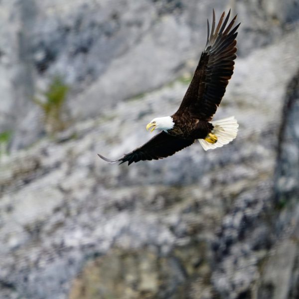 Eagle flying in fjord