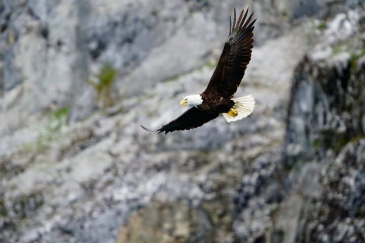 Eagle flying in fjord
