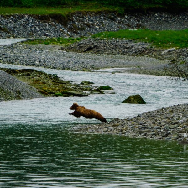 Brown Bear Jumping into Water
