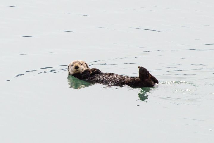 a duck swimming in a body of water