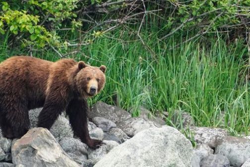 Brown Bear on Shoreline