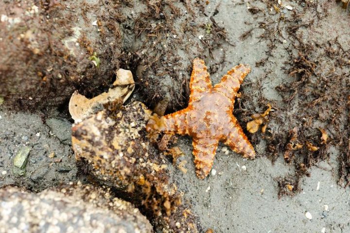 a close up of a rock