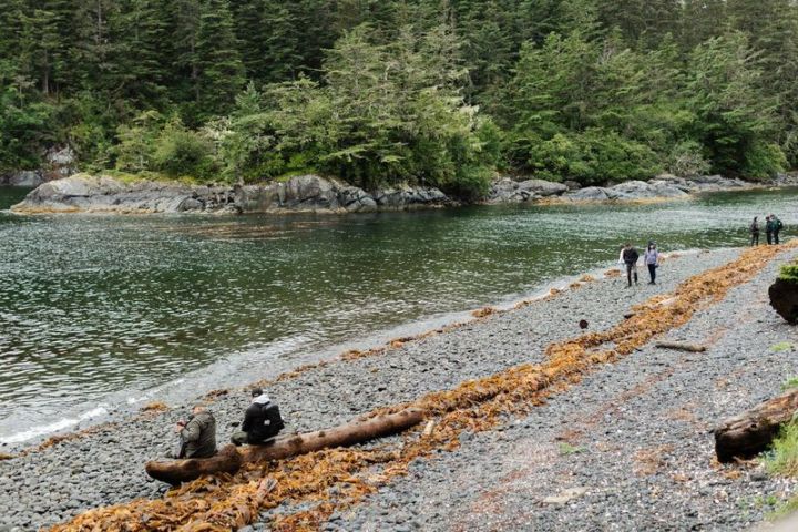 a herd of cattle walking across a river