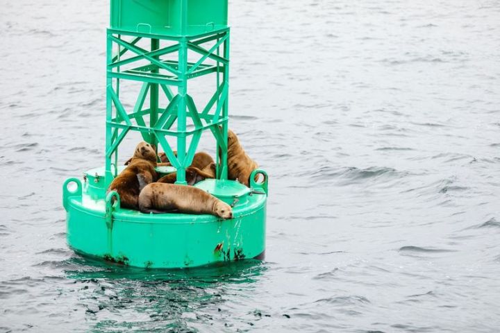 sea lions on buoy