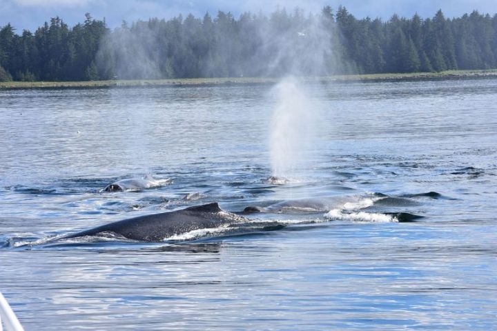 a whale jumping out of the water