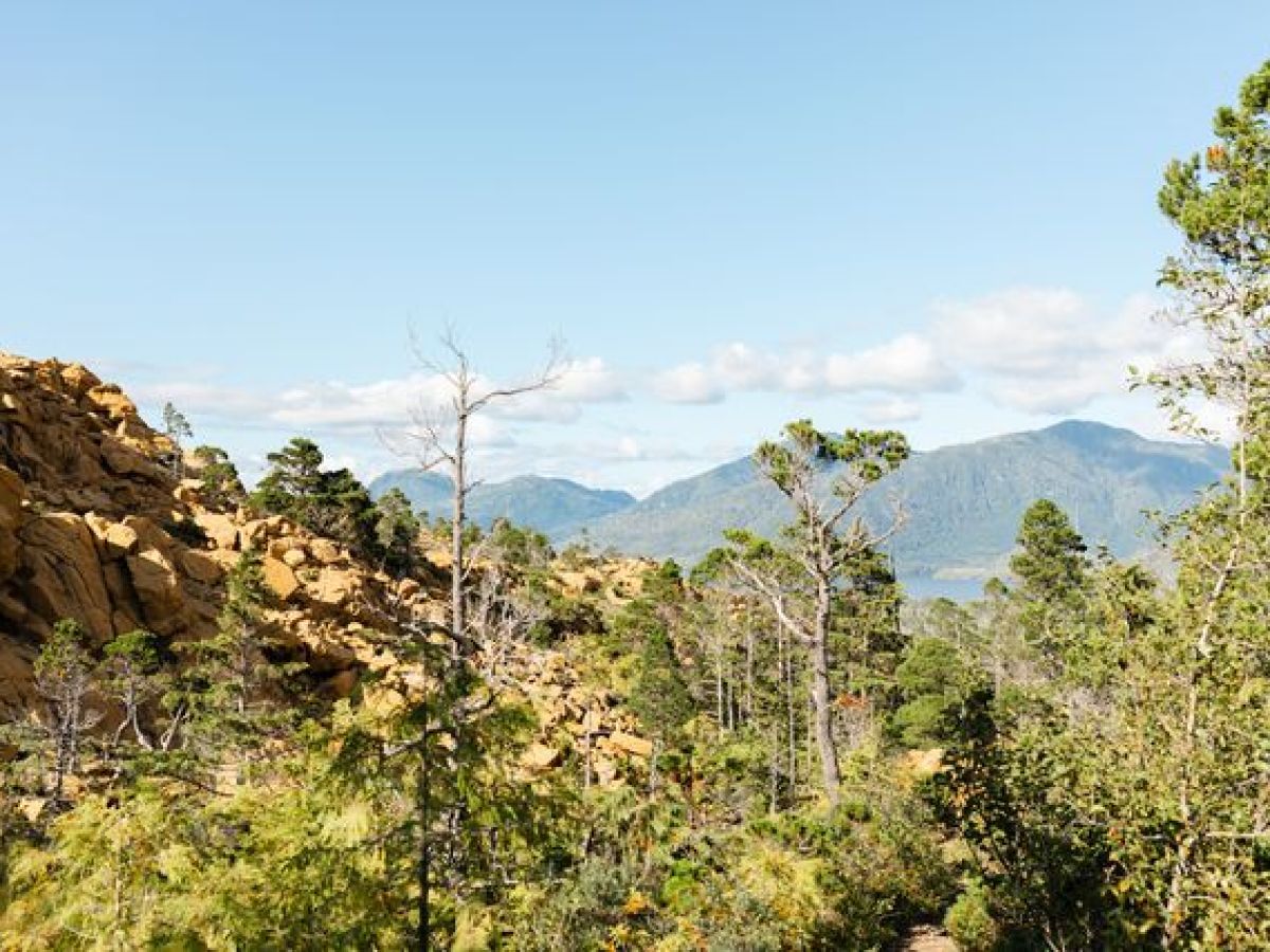 a tree with a mountain in the background