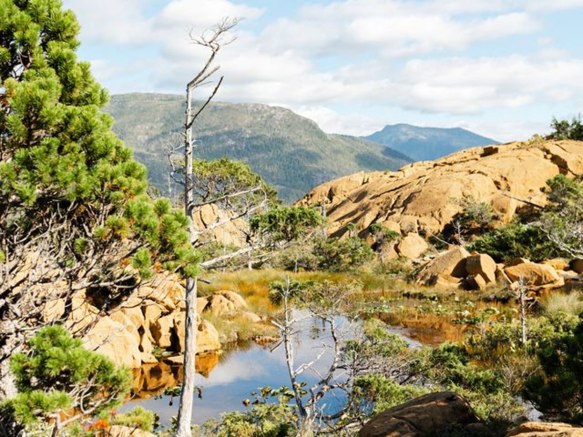 a rocky mountain with trees in the background