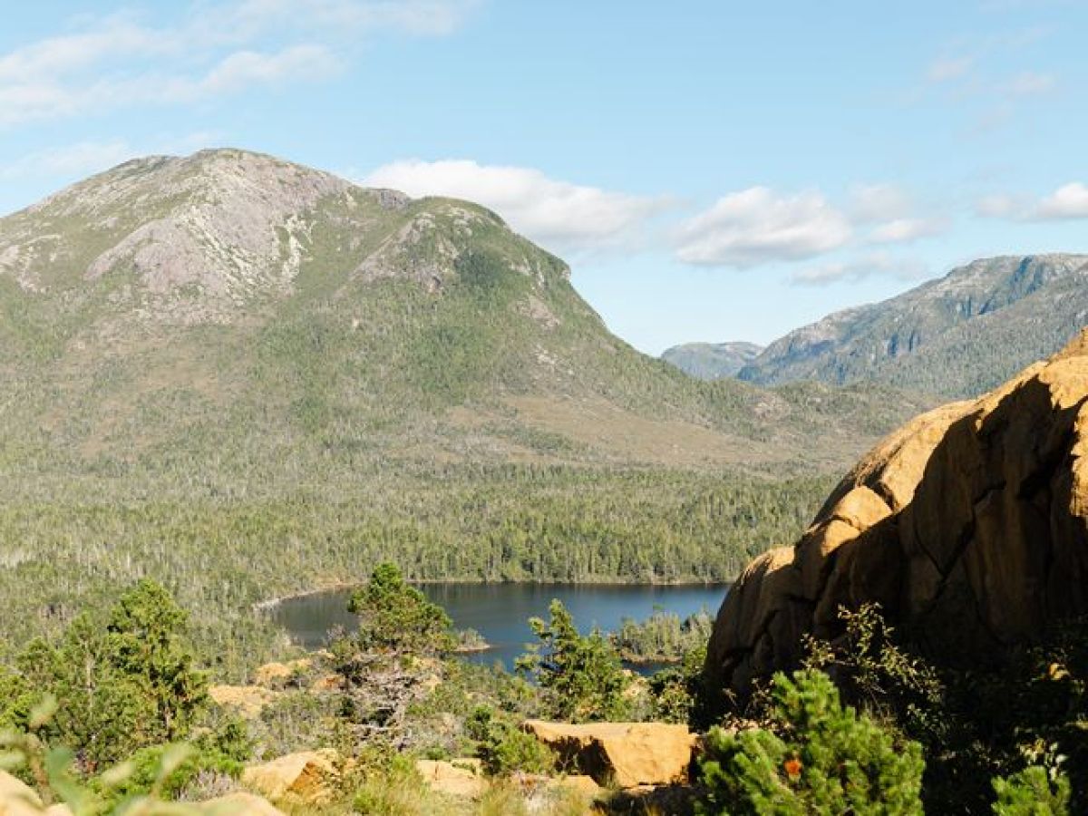 a group of bushes with a mountain in the background