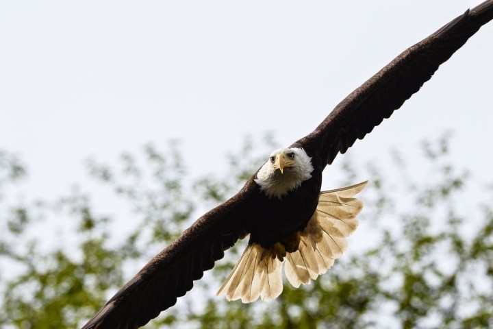 a bird flying in the sky