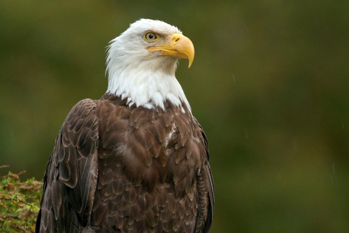 a close up of a bird
