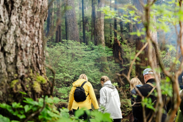 Four people hiking through a lush forest surrounded by tall trees.