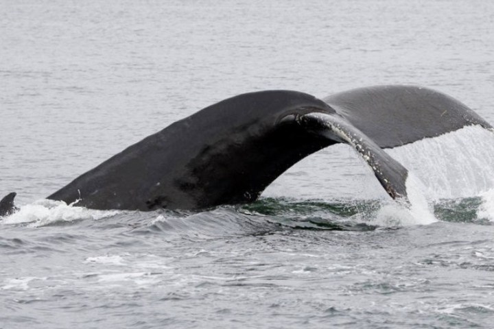 Whale tail partially submerged, lifting out of the ocean, with water cascading off it.