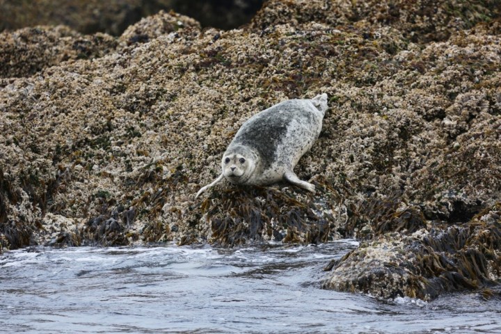Seal resting on rocky shoreline with seaweed, water in foreground.