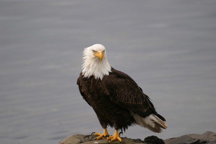 Bald eagle perched on rock by water, facing forward.