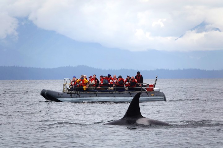 Boat of tourists watching an orca fin in the ocean.