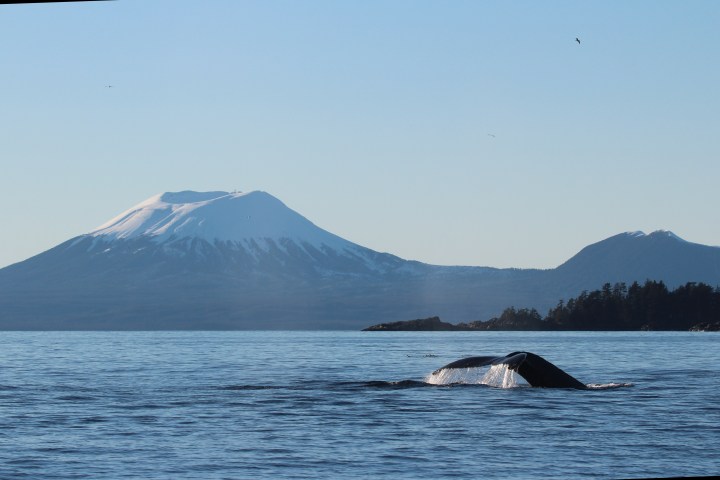 Whale surface with snowy mountain backdrop over calm sea.