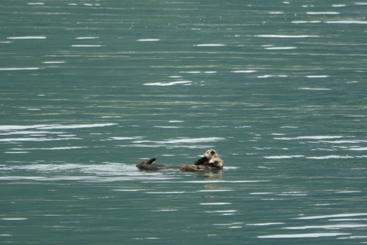 Otter floating on its back in calm green water.