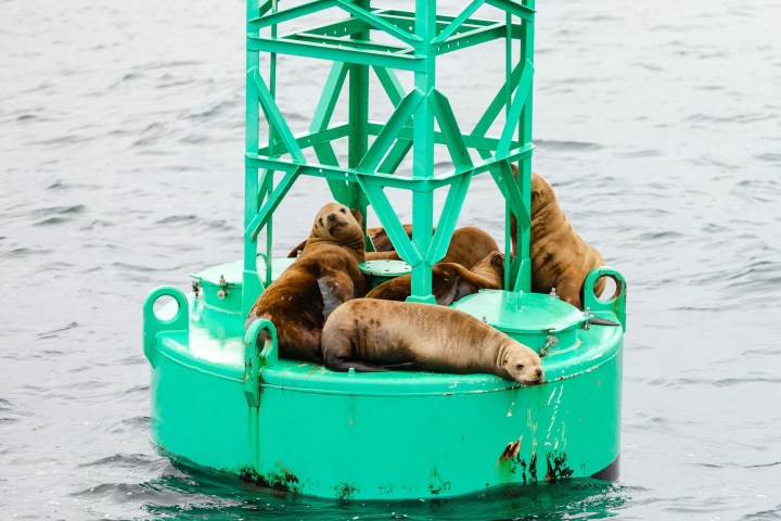 Sea lions resting on a green buoy in the water.