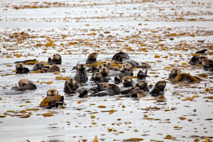 Group of otters floating among seaweed on the water surface.