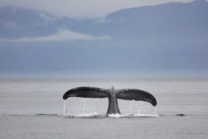 Humpback whale tail above water with mountains in the background.