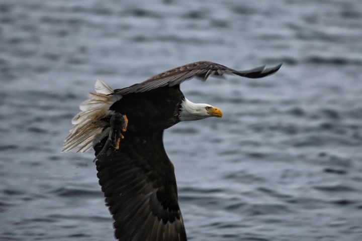 Bald eagle flying over water with wings spread and a fish in its talons.