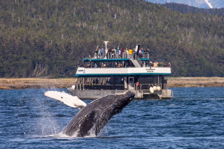 Humpback whale breaching near a tourist boat in a scenic coastal area.