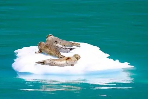Three seals resting on a small ice floe in blue water.