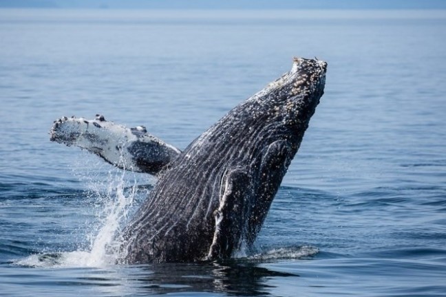 Humpback whale breaching water surface.